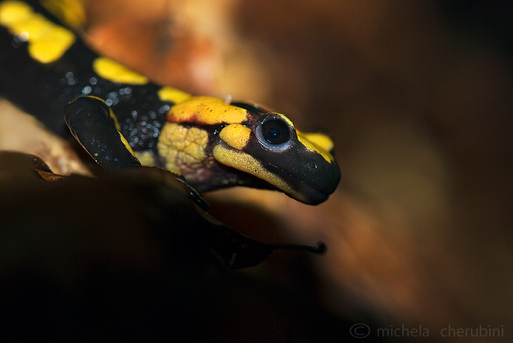 salamandra pezzata